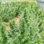 ЛСД марки: свойства, эффекты и приобретение img-2273.jpg