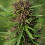 ЛСД 25 свойства и эффекты img-2398.jpg