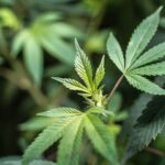 Продажа и приобретение наркотических средств в Барнауле img-2435.jpg